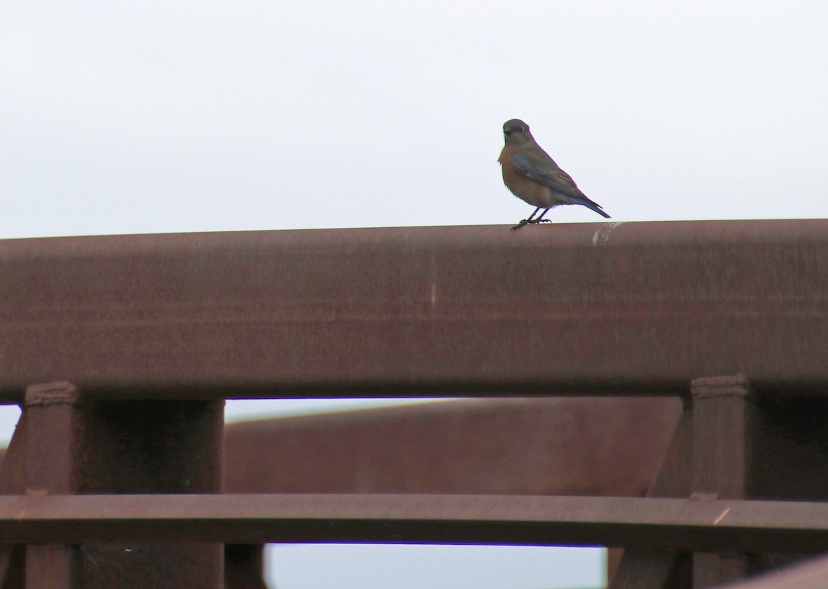 Western Bluebird - ML620170120