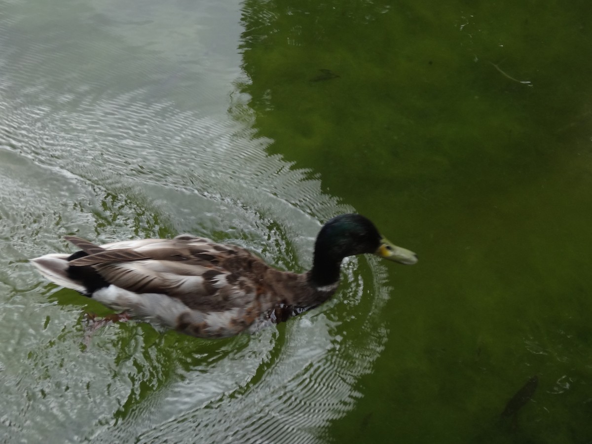 Mallard - ML620170122