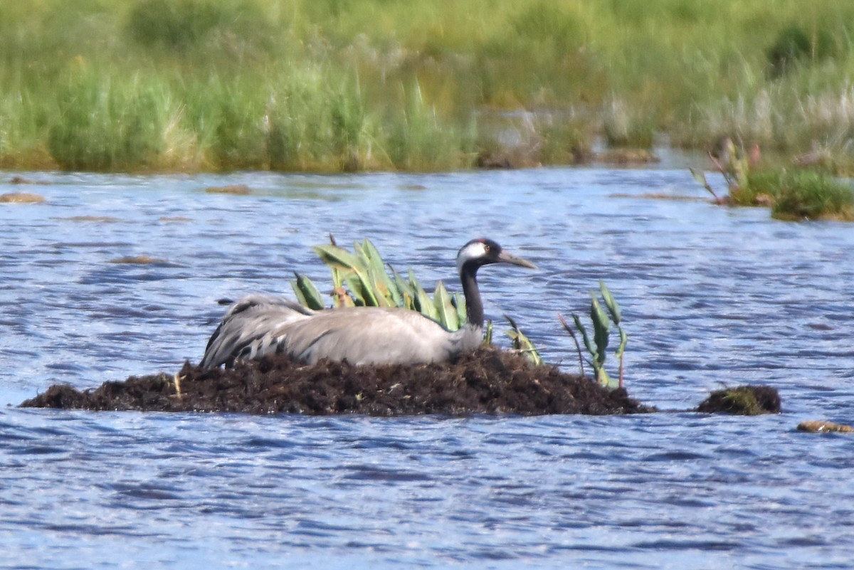 Common Crane - ML620170128