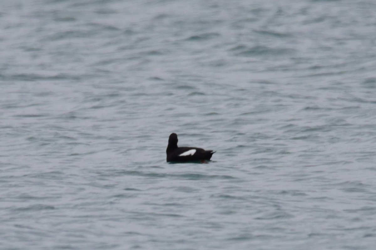 Pigeon Guillemot - ML620170130