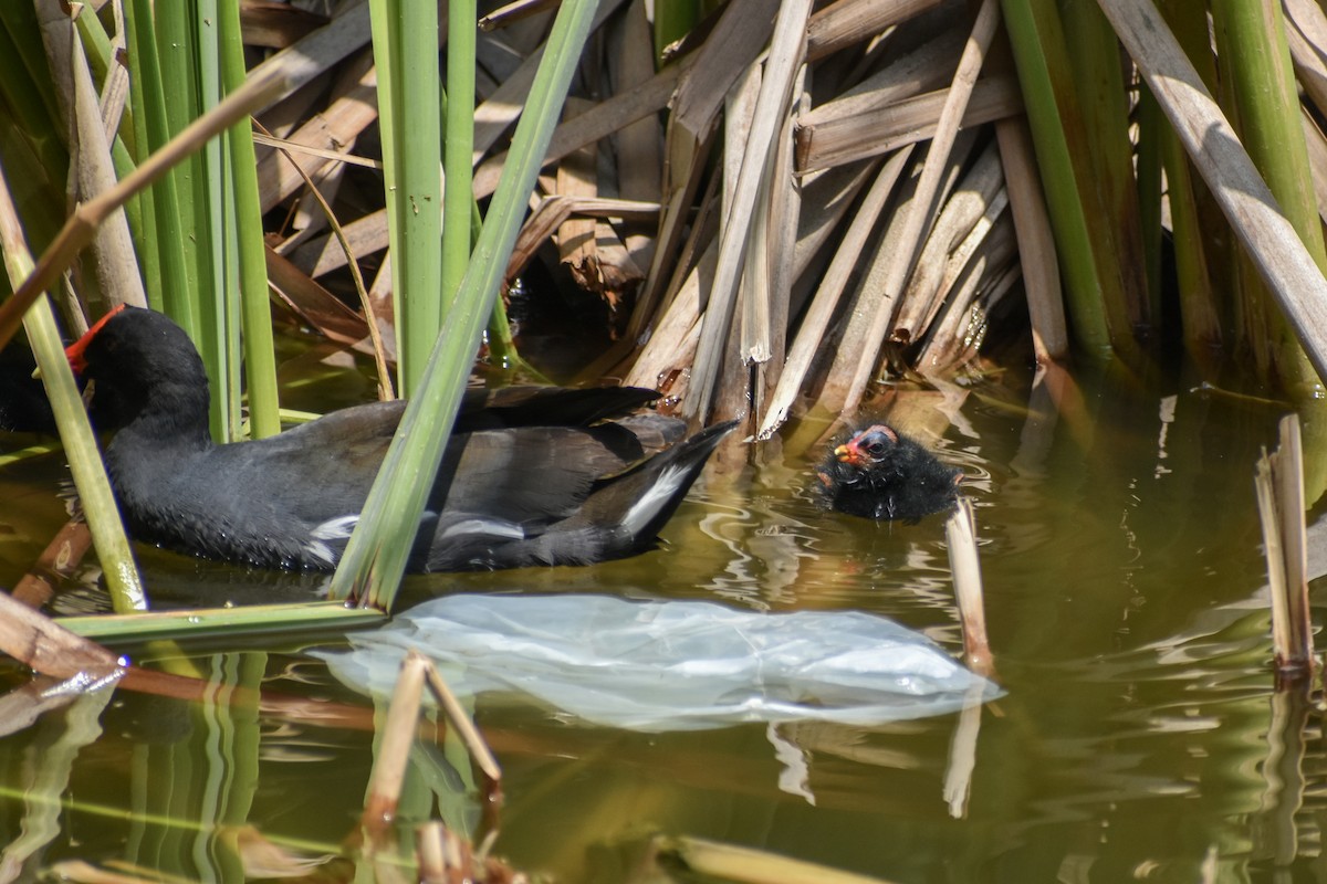 Common Gallinule - ML620170136