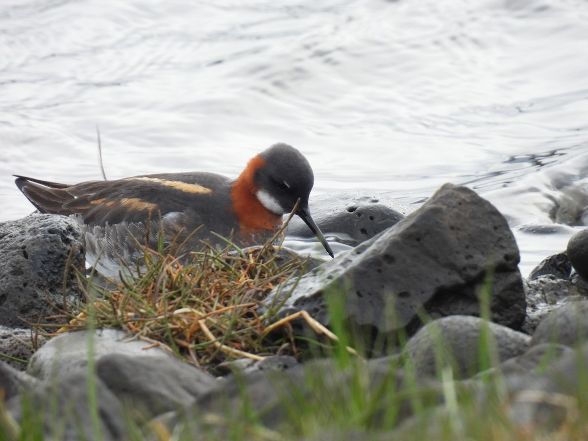 Phalarope à bec étroit - ML620170146