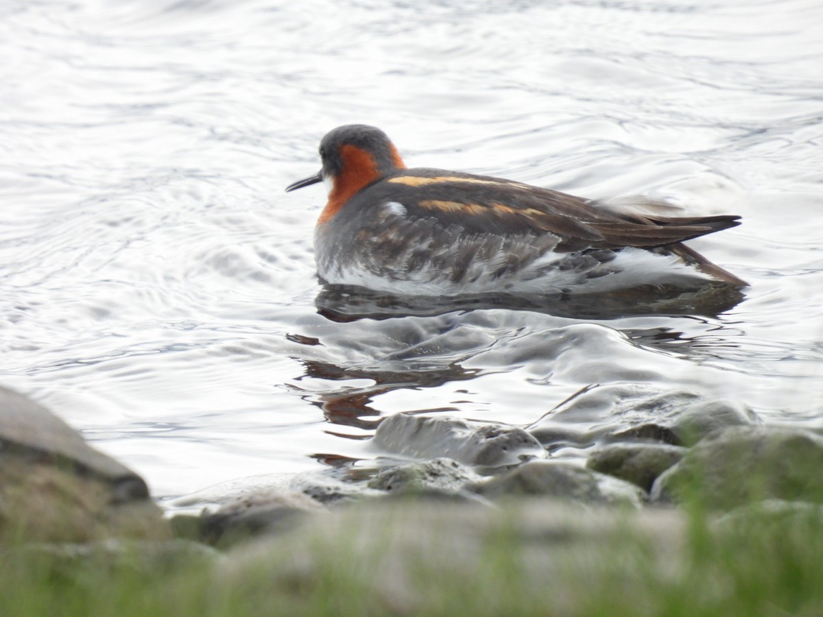 Phalarope à bec étroit - ML620170147