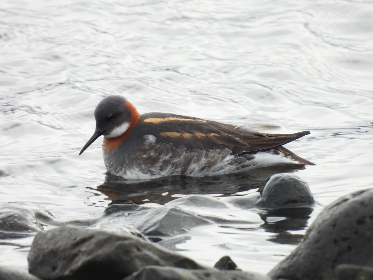 Red-necked Phalarope - ML620170150