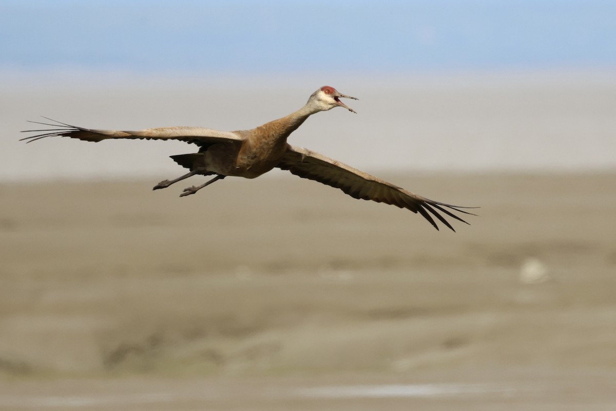 Sandhill Crane - ML620170156