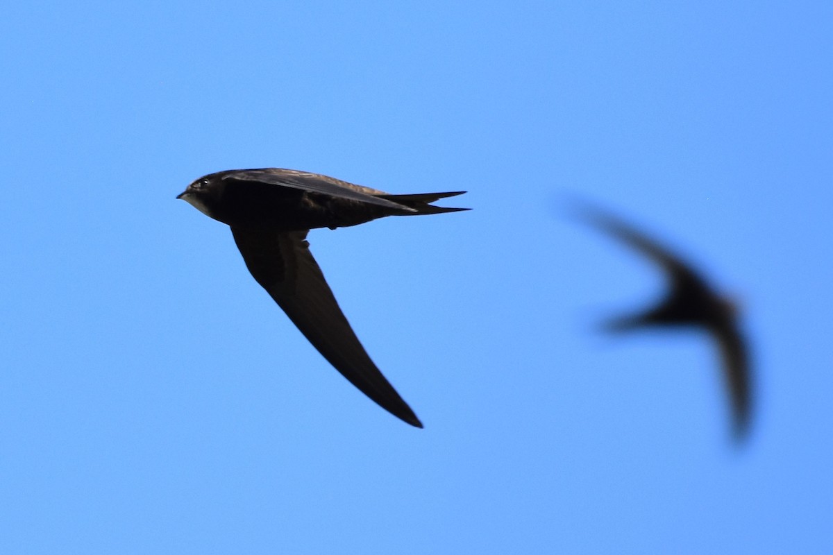 Common Swift - ML620170160