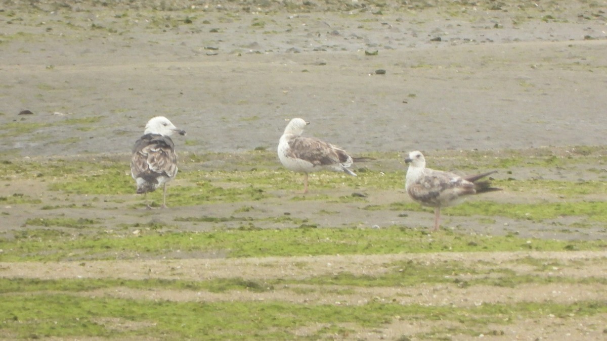 Great Black-backed Gull - ML620170165