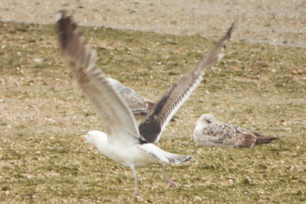 Great Black-backed Gull - ML620170166