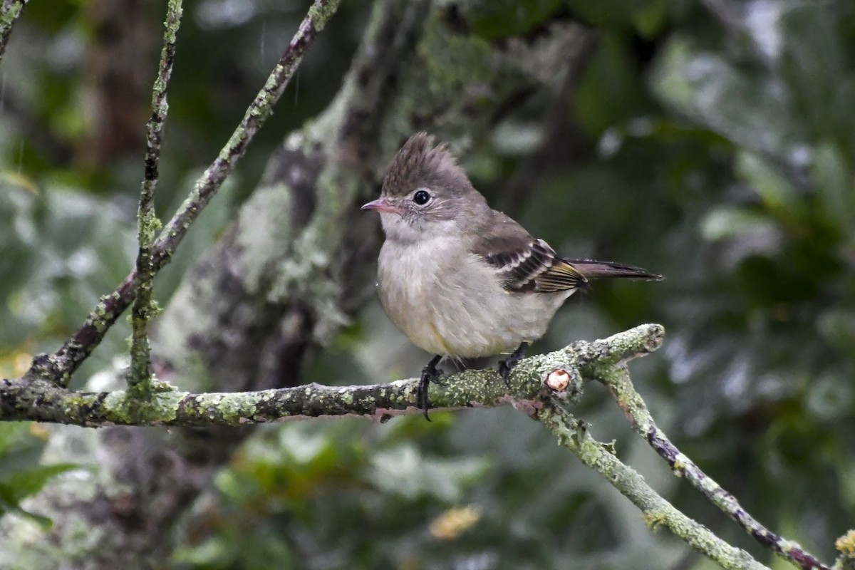 Yellow-bellied Elaenia - ML620170173