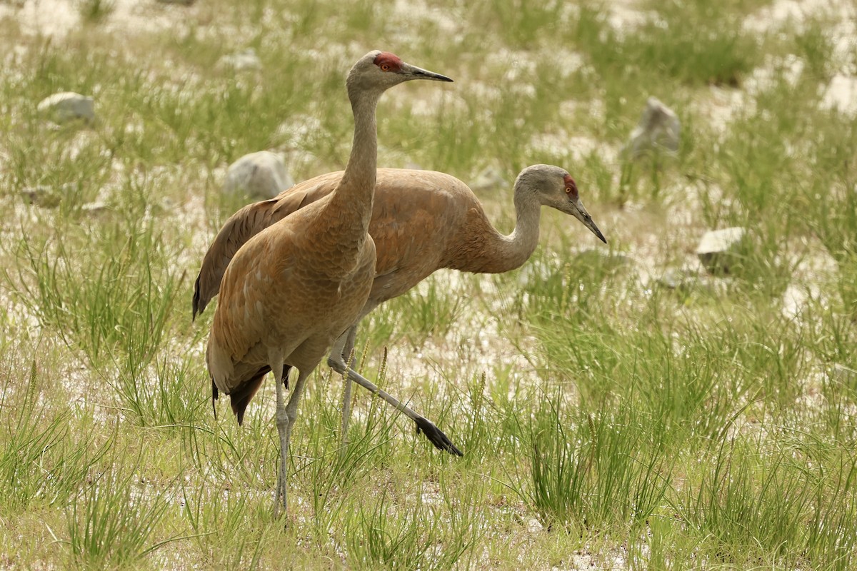 Sandhill Crane - ML620170174