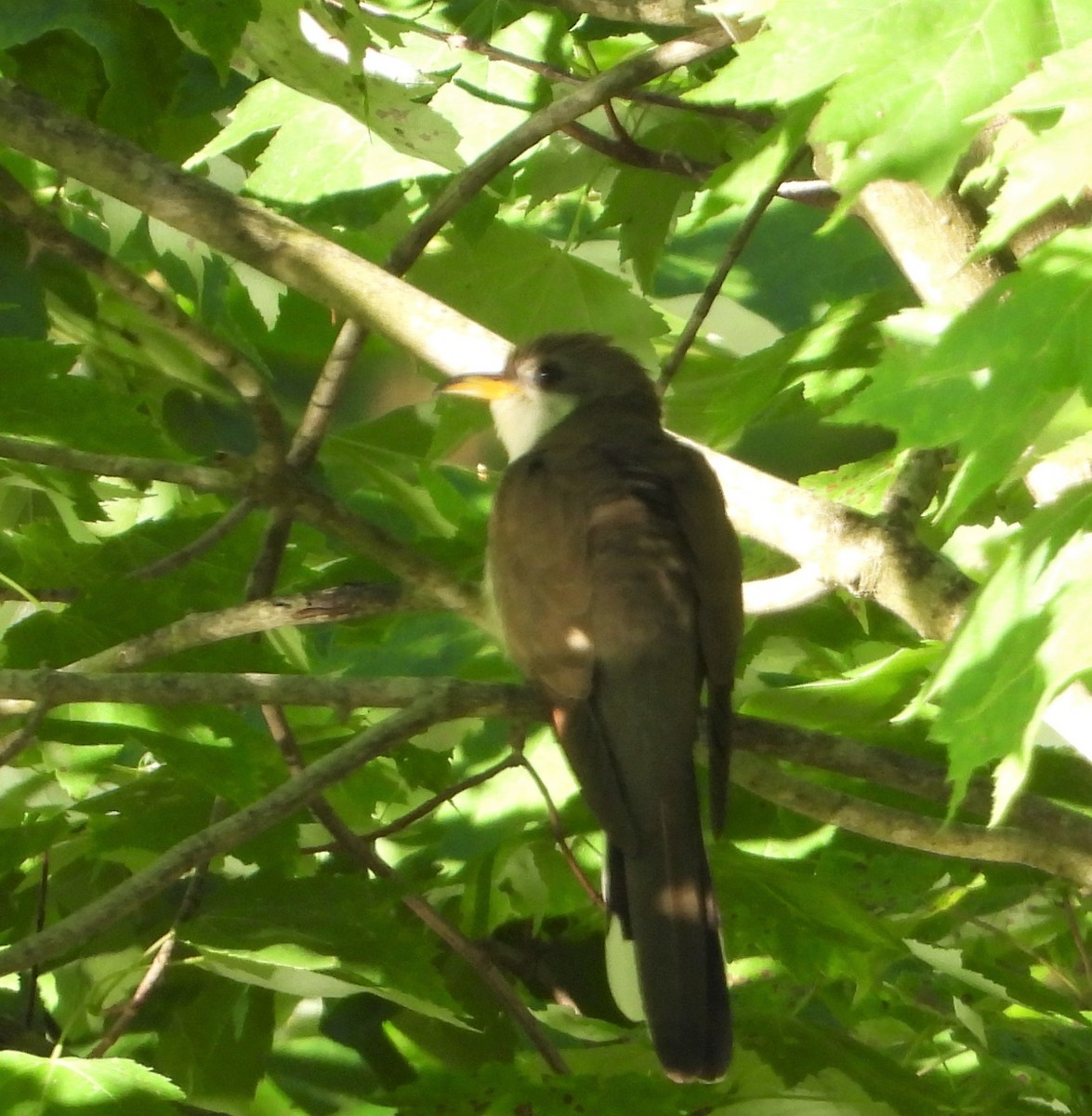 Yellow-billed Cuckoo - ML620170178