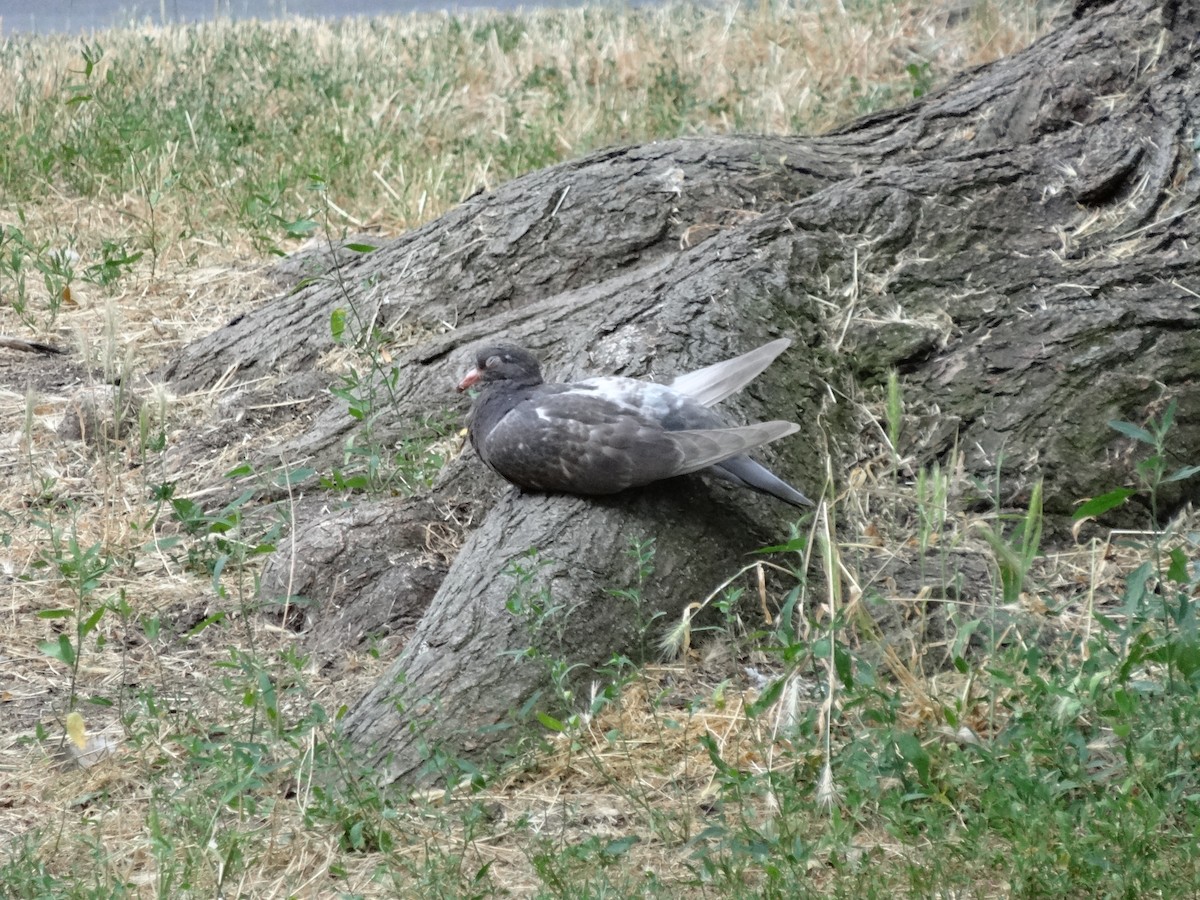 Common Wood-Pigeon - ML620170182