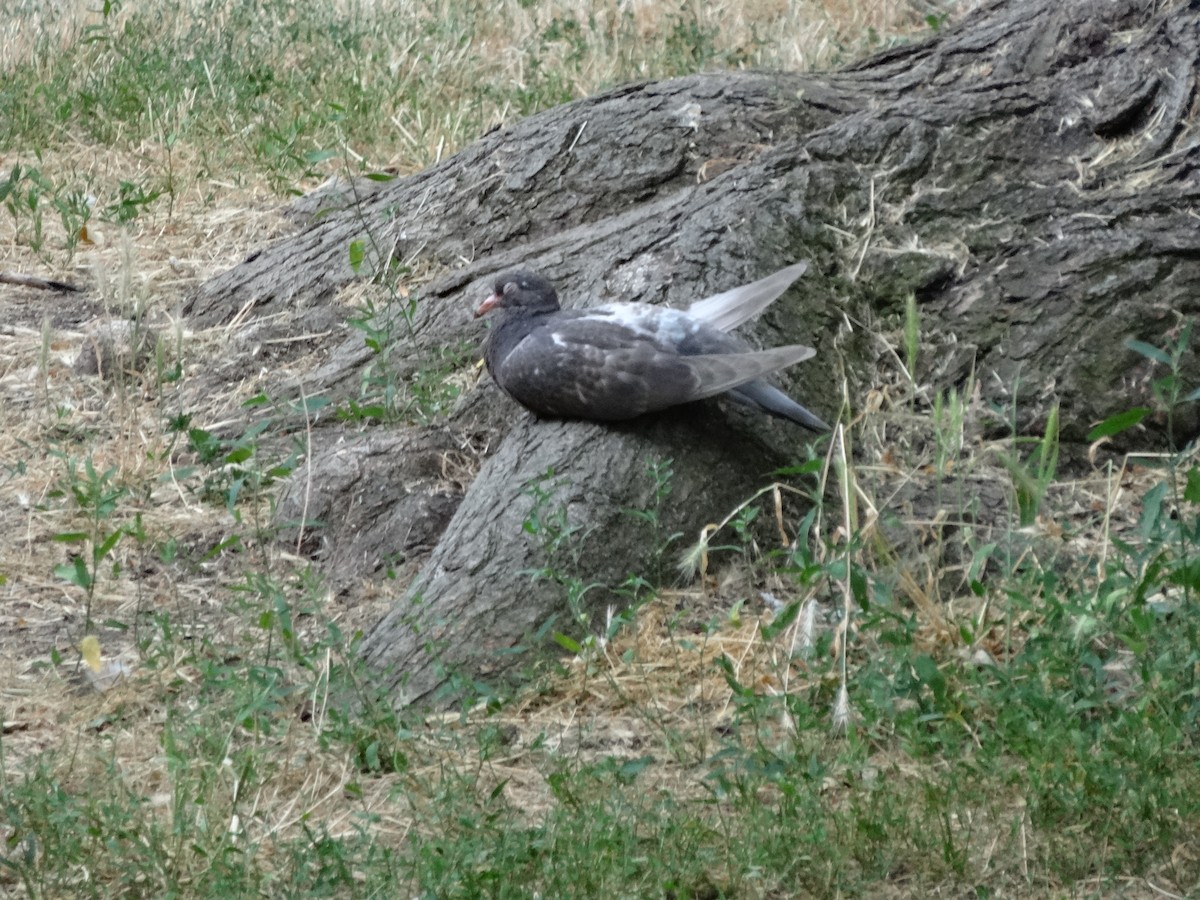 Common Wood-Pigeon - ML620170183