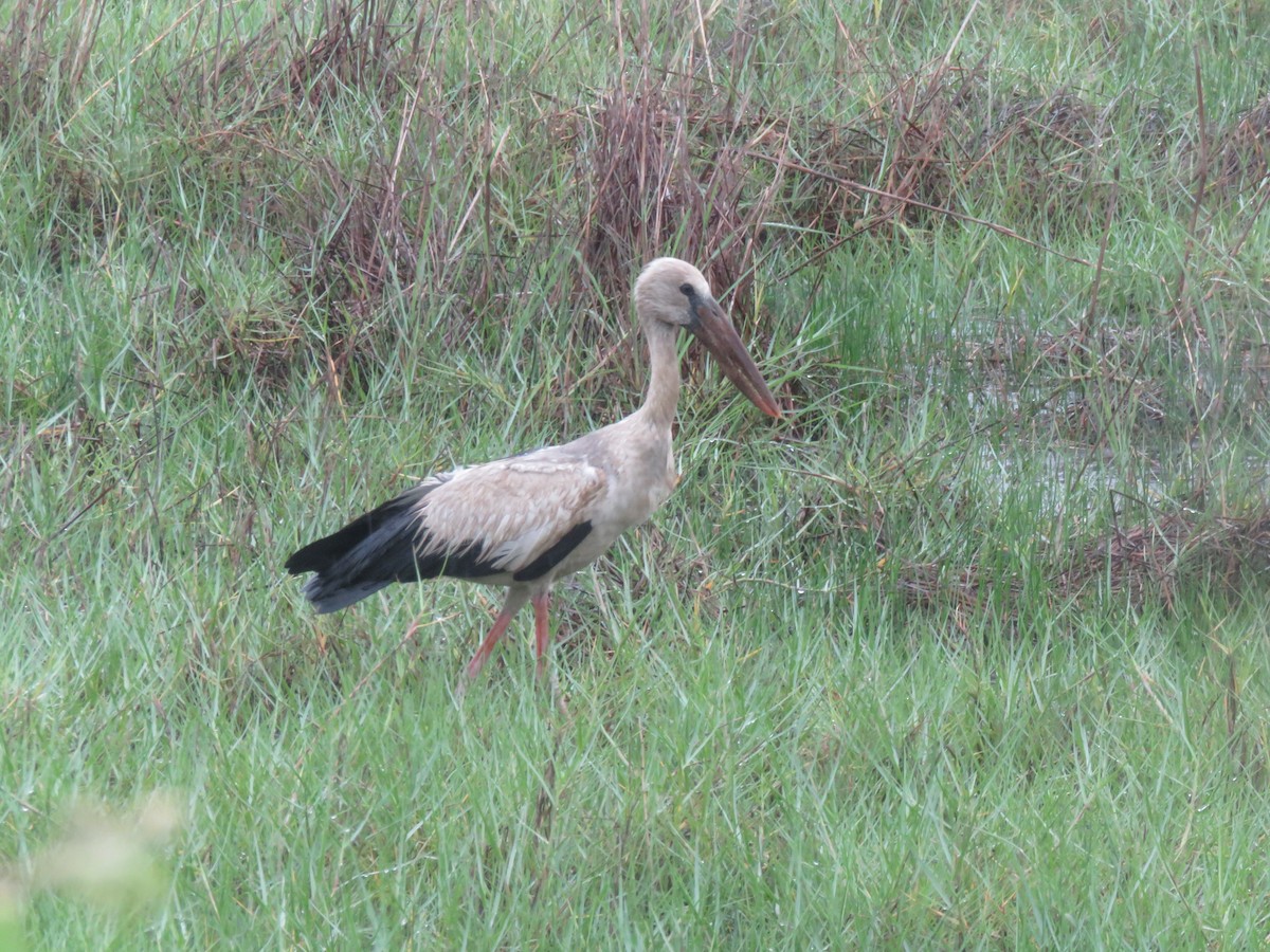 Asian Openbill - ML620170187