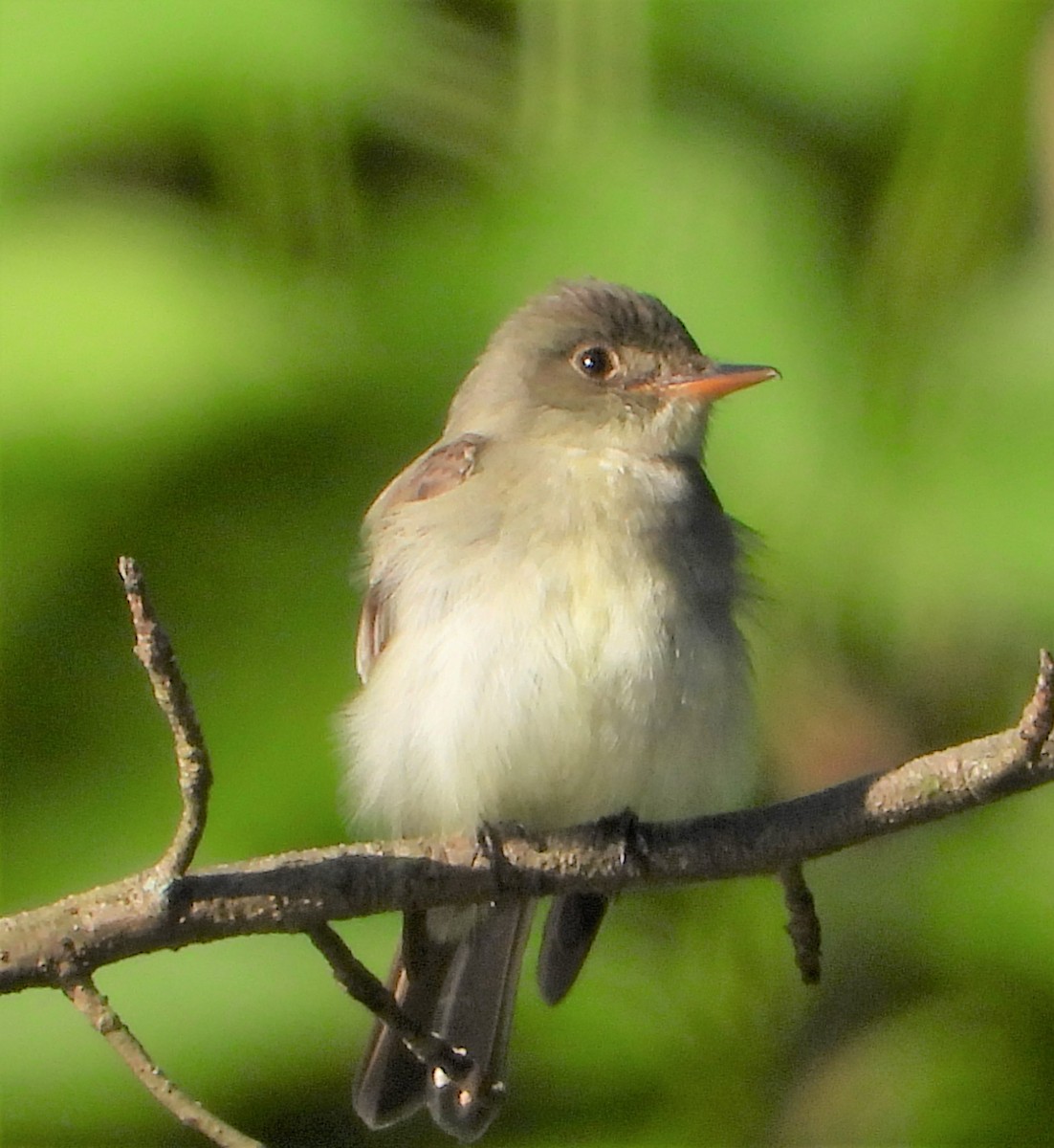 Eastern Wood-Pewee - ML620170201