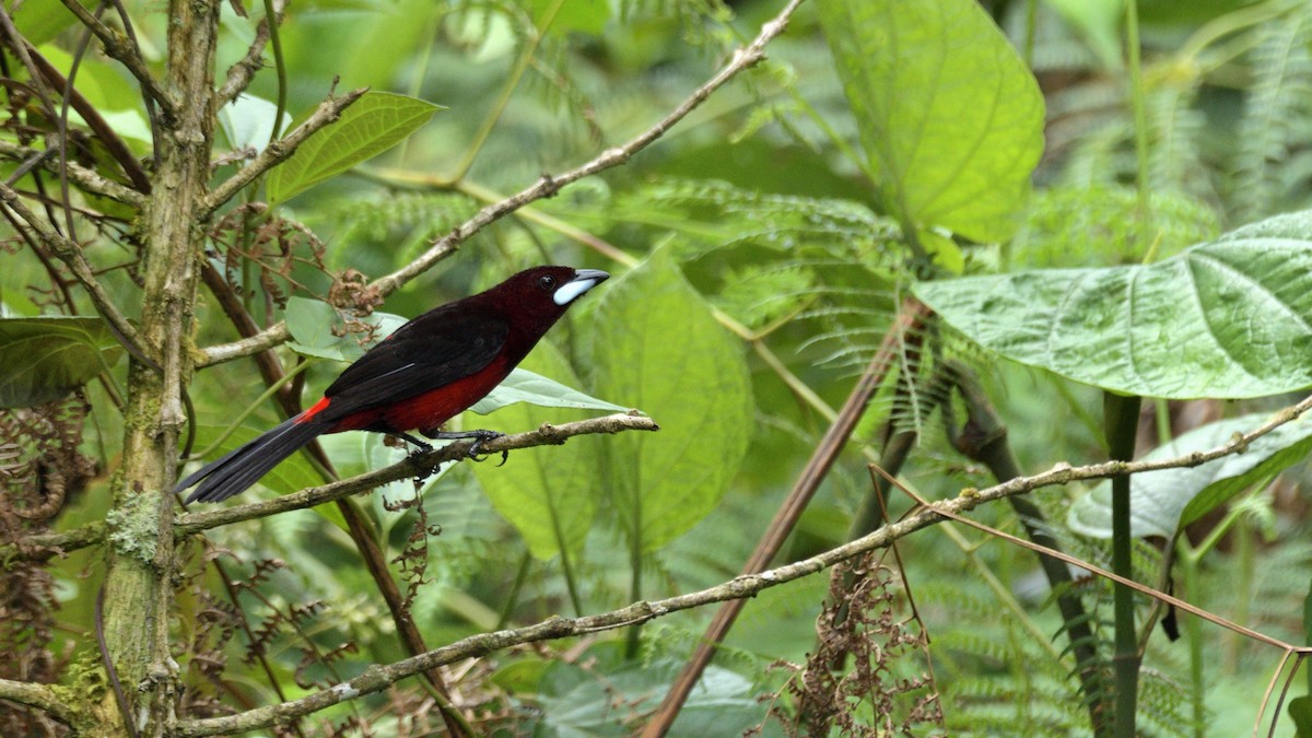 Black-bellied Tanager - ML620170203