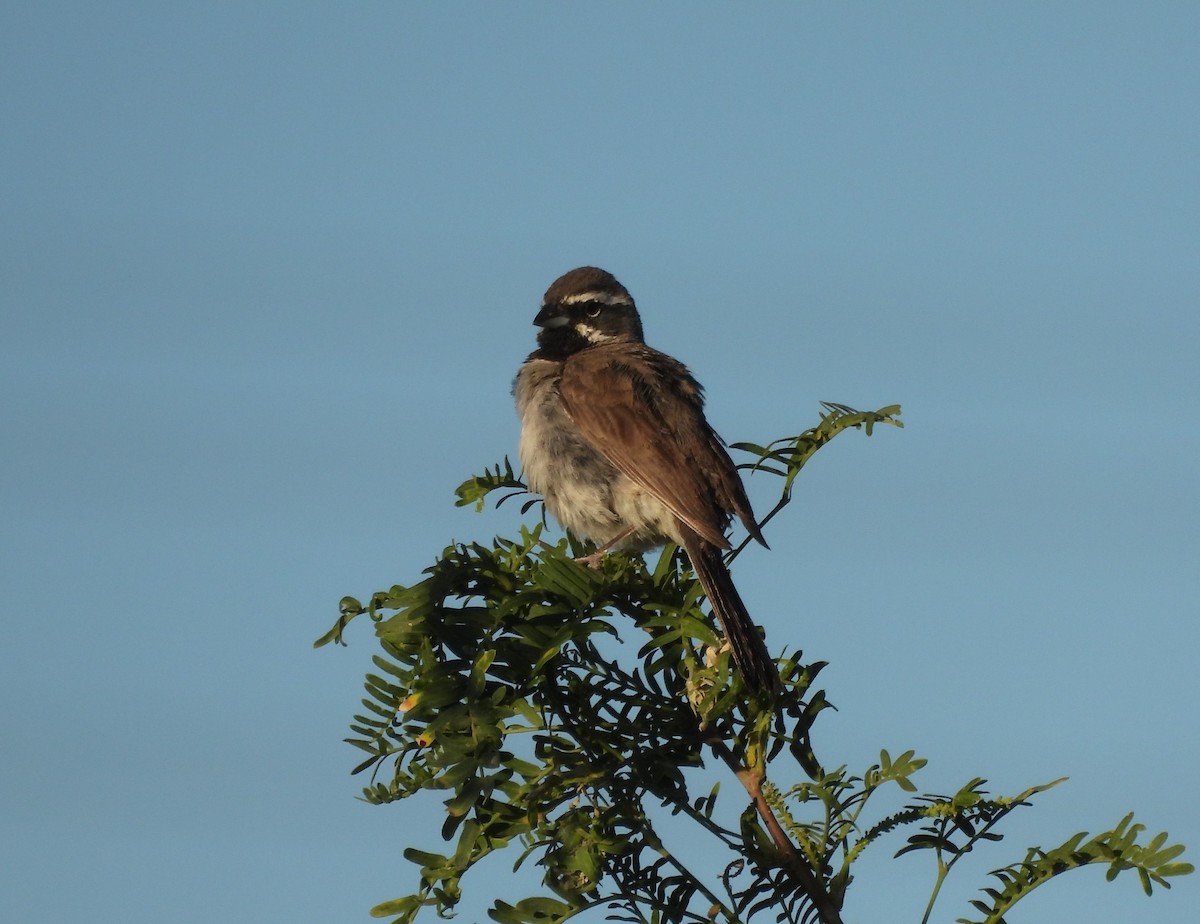 Black-throated Sparrow - John Toldi