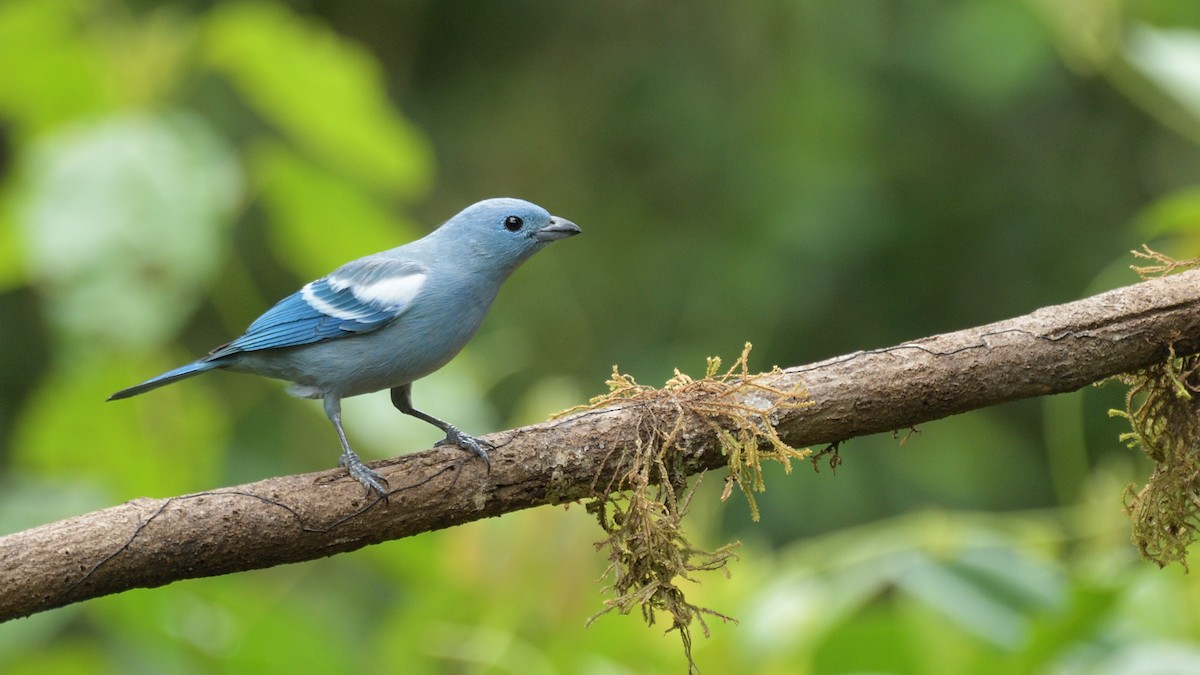 Blue-gray Tanager (White-edged) - ML620170211