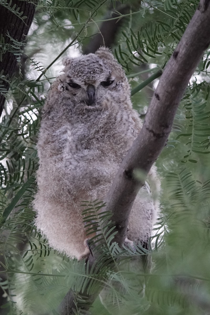 Great Horned Owl - ML620170215