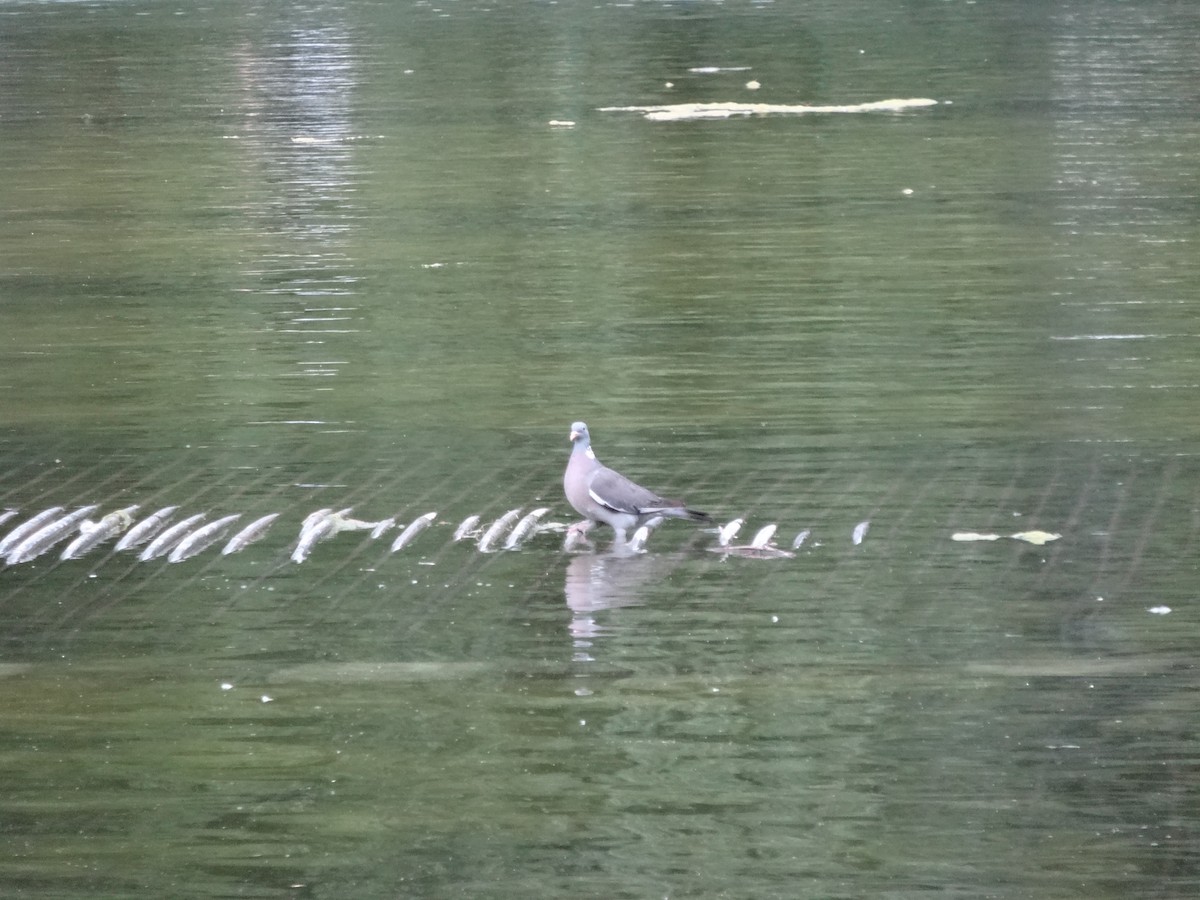 Common Wood-Pigeon - ML620170222