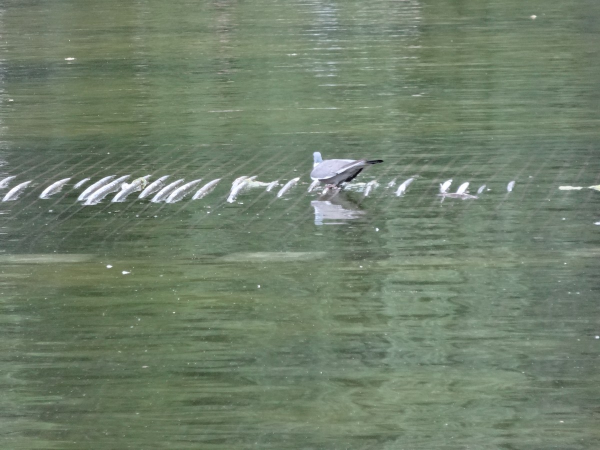 Common Wood-Pigeon - ML620170223