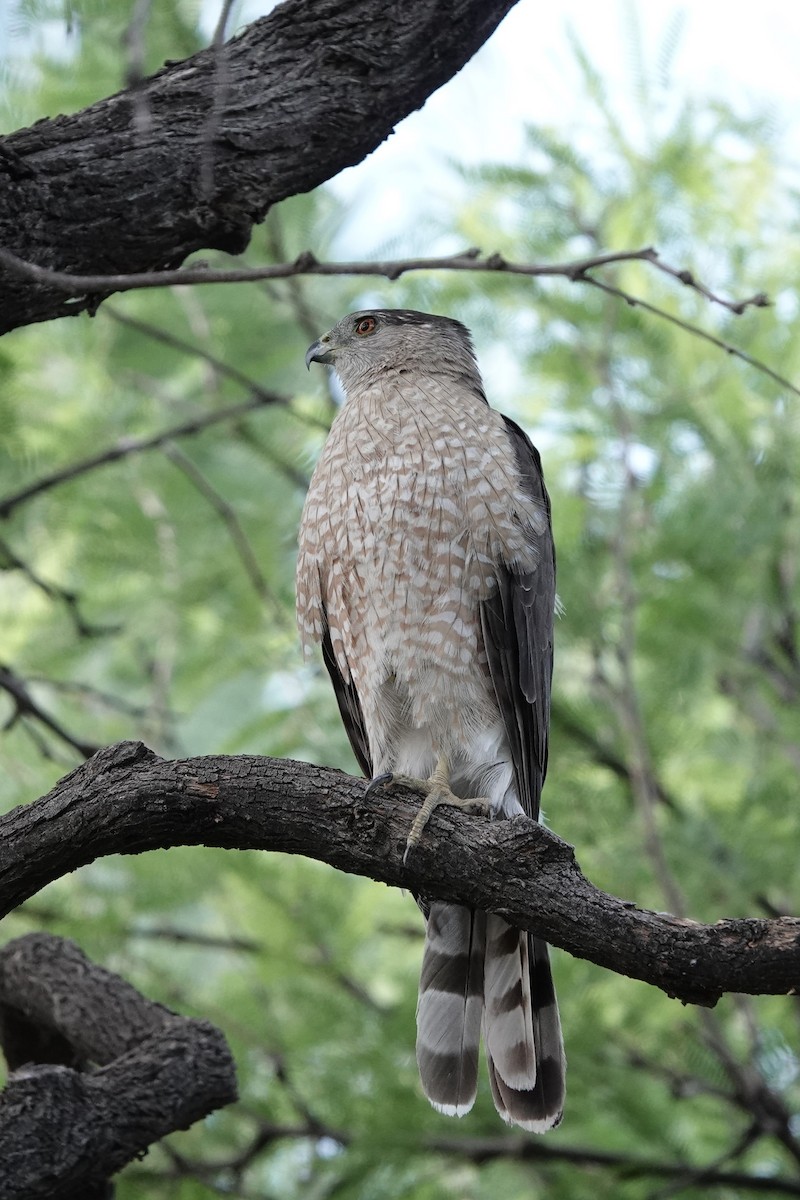 Cooper's Hawk - ML620170225