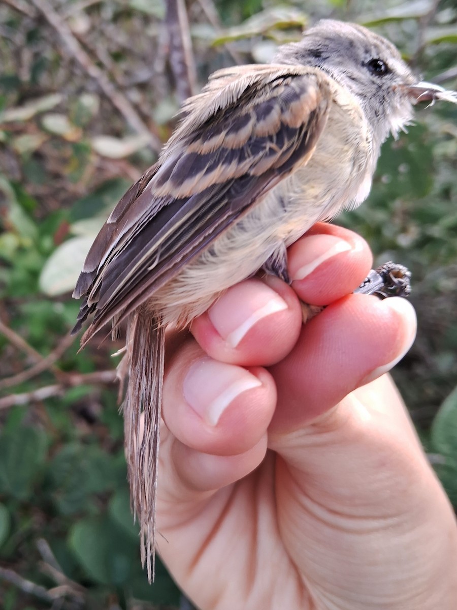 Southern Beardless-Tyrannulet - ML620170234