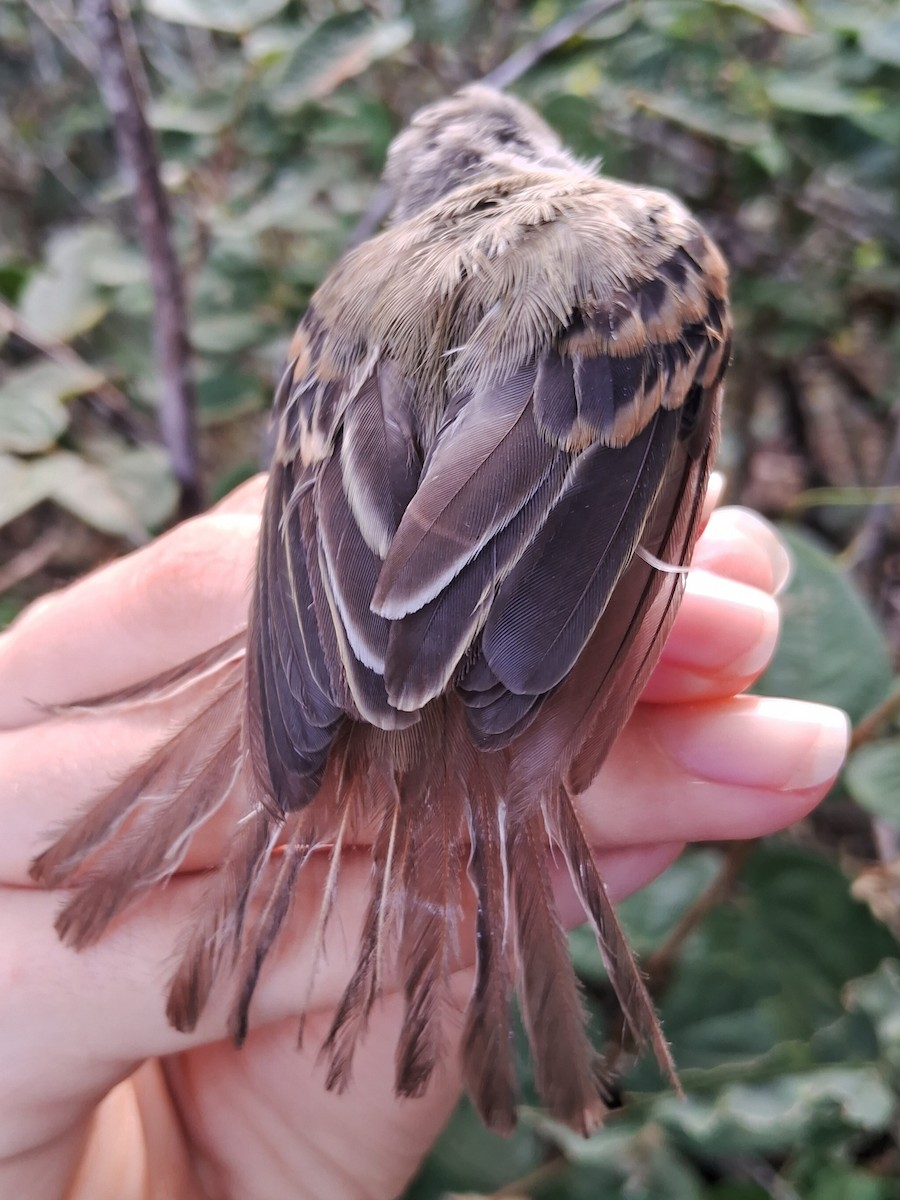 Southern Beardless-Tyrannulet - ML620170236