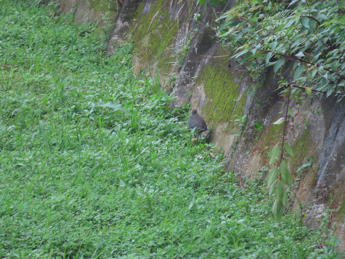 White-breasted Waterhen - ML620170242