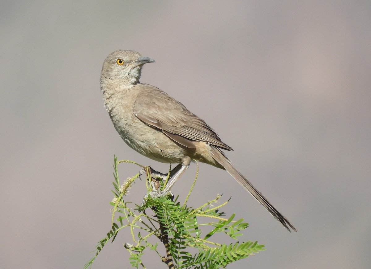 Bendire's Thrasher - ML620170244