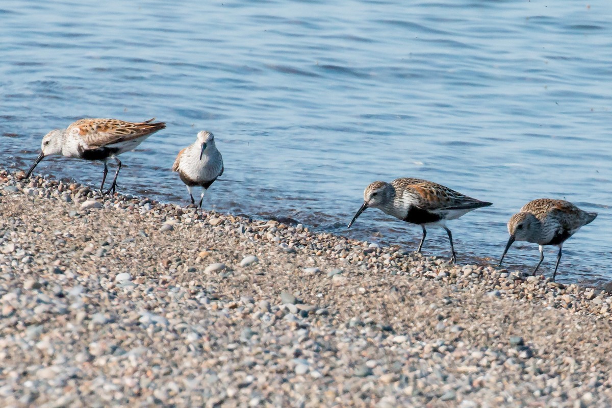 Dunlin - ML620170245