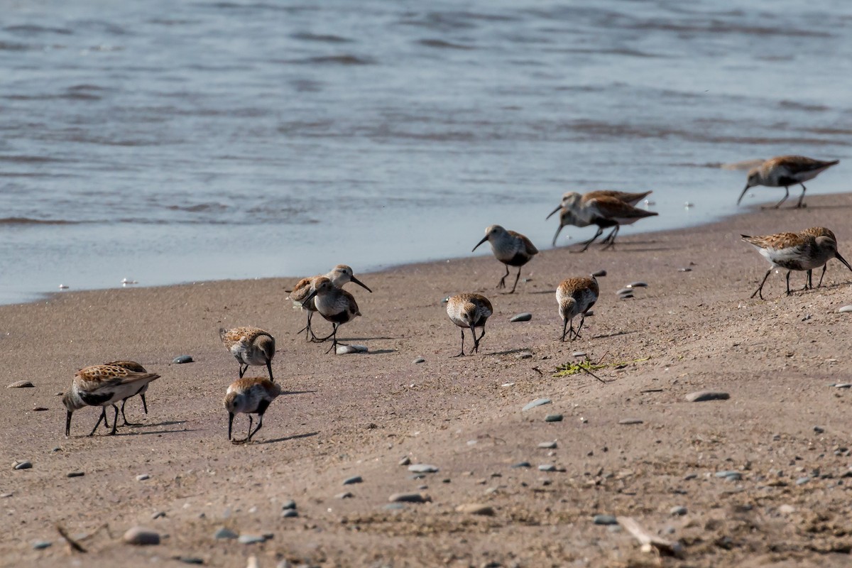 Dunlin - ML620170246