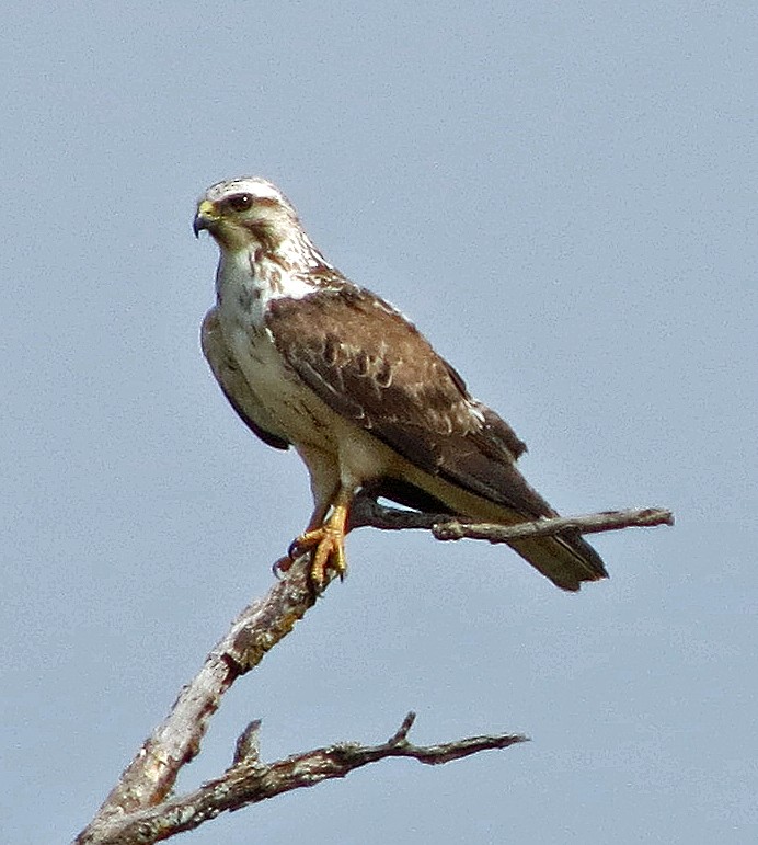 Red-tailed Hawk - ML620170257
