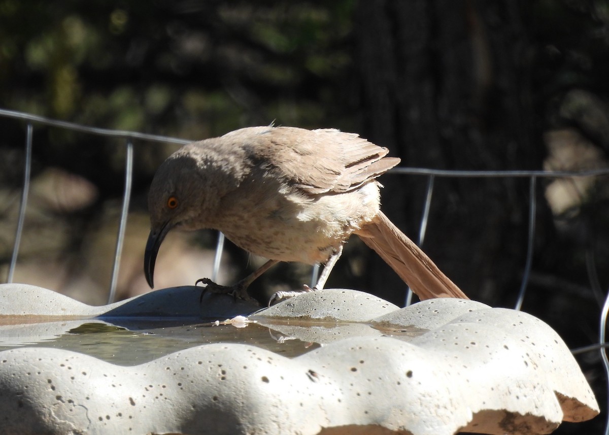 Curve-billed Thrasher - ML620170258