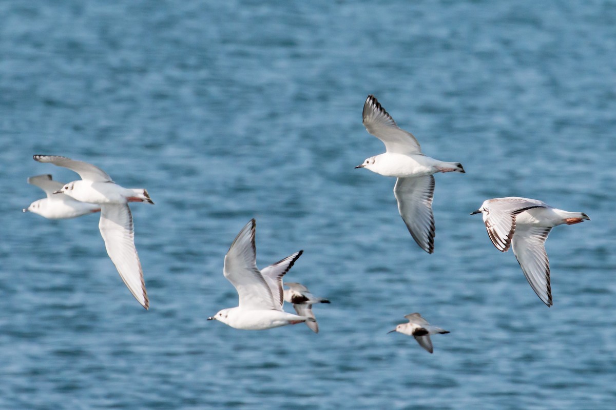 Bonaparte's Gull - ML620170261