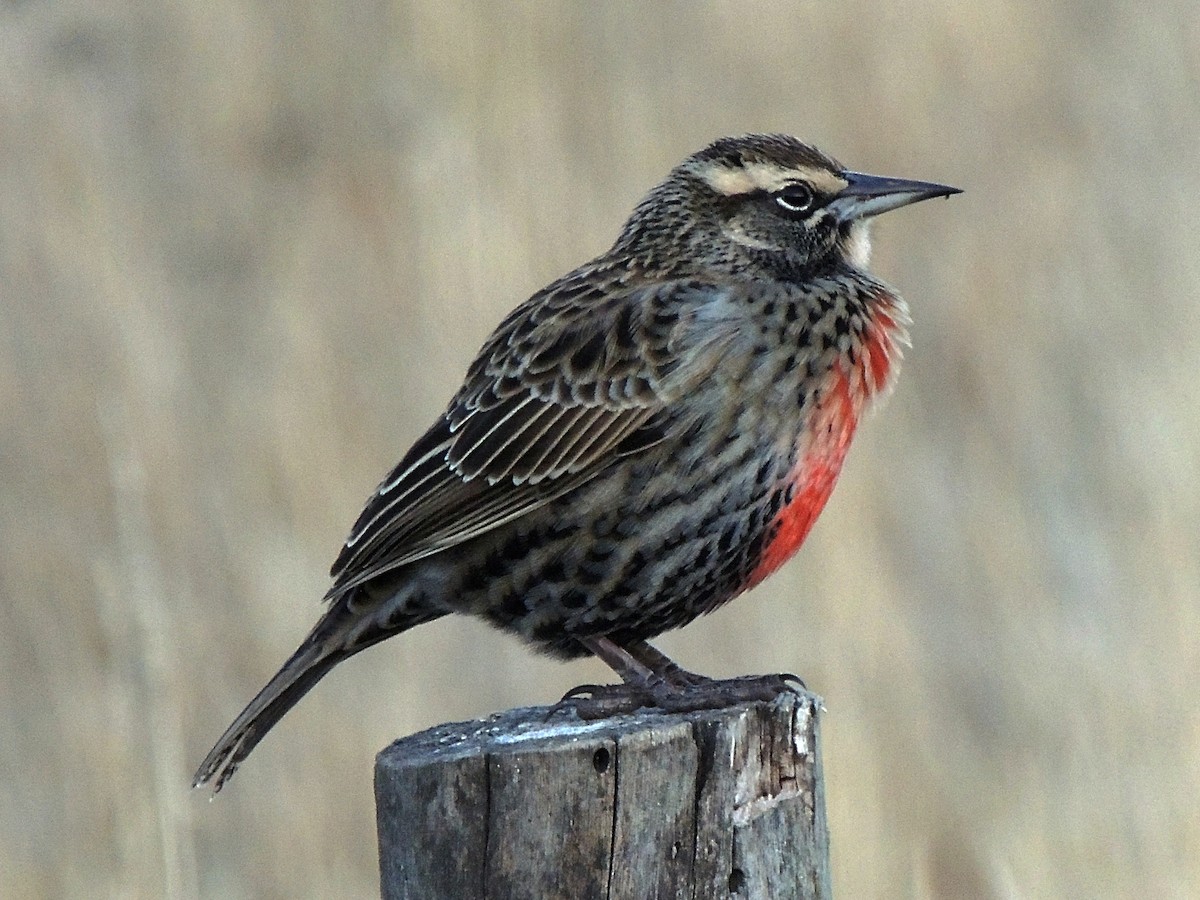 Long-tailed Meadowlark - ML620170263