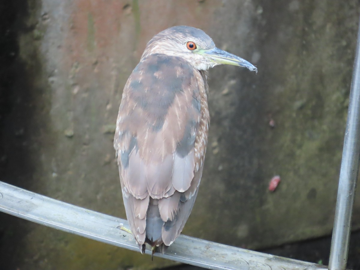 Black-crowned Night Heron - ML620170267