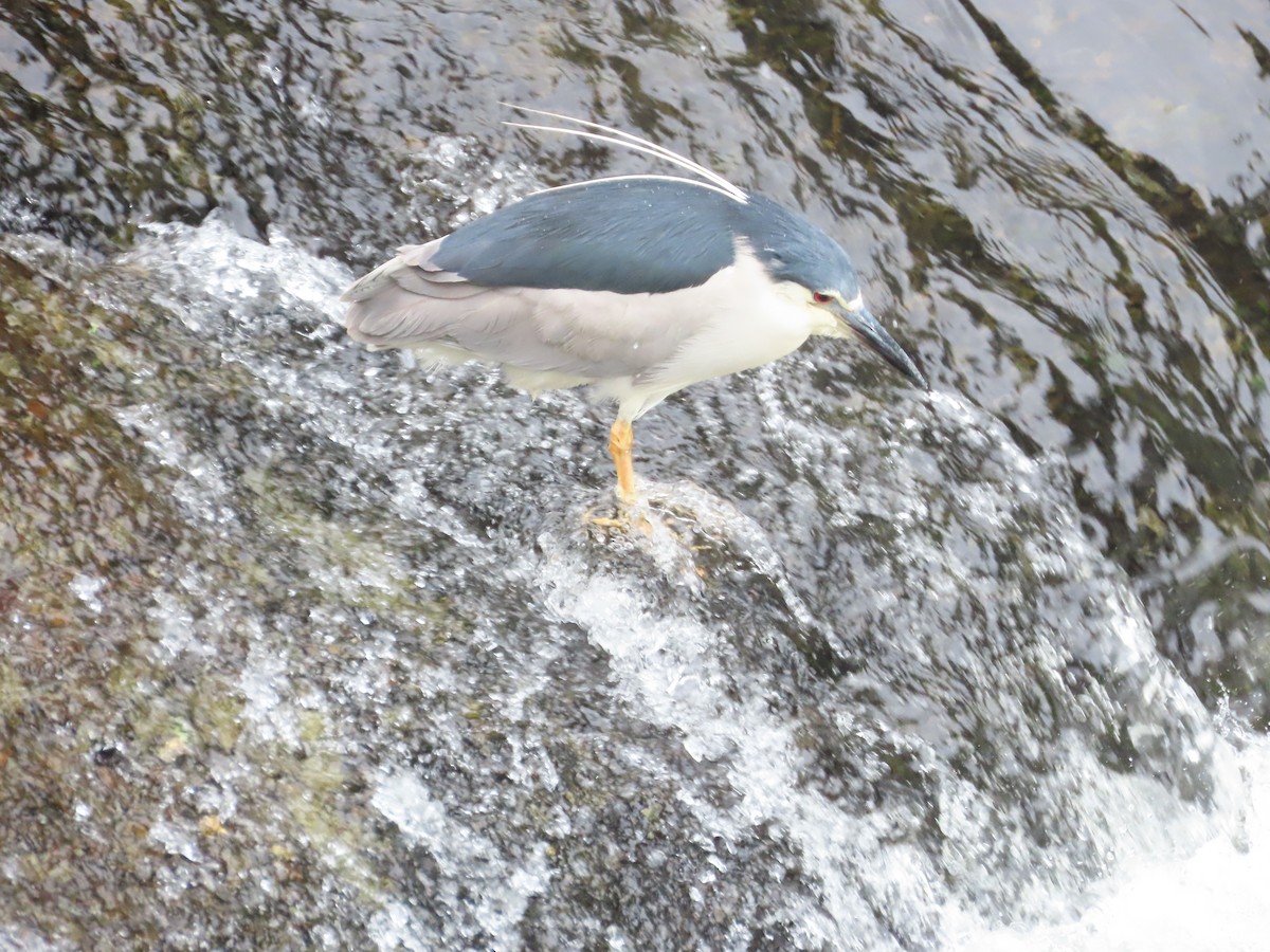 Black-crowned Night Heron - ML620170269