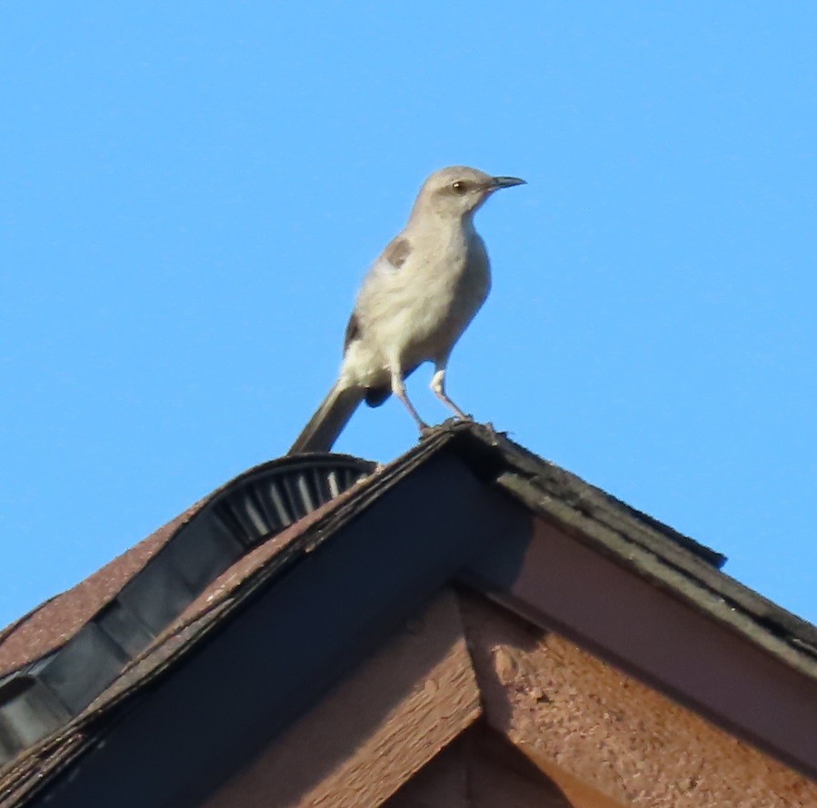 Northern Mockingbird - Bill Wright_cc