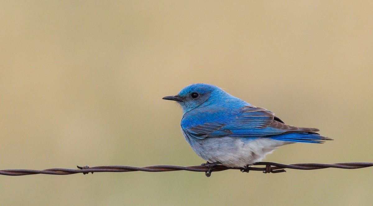 Mountain Bluebird - ML620170295