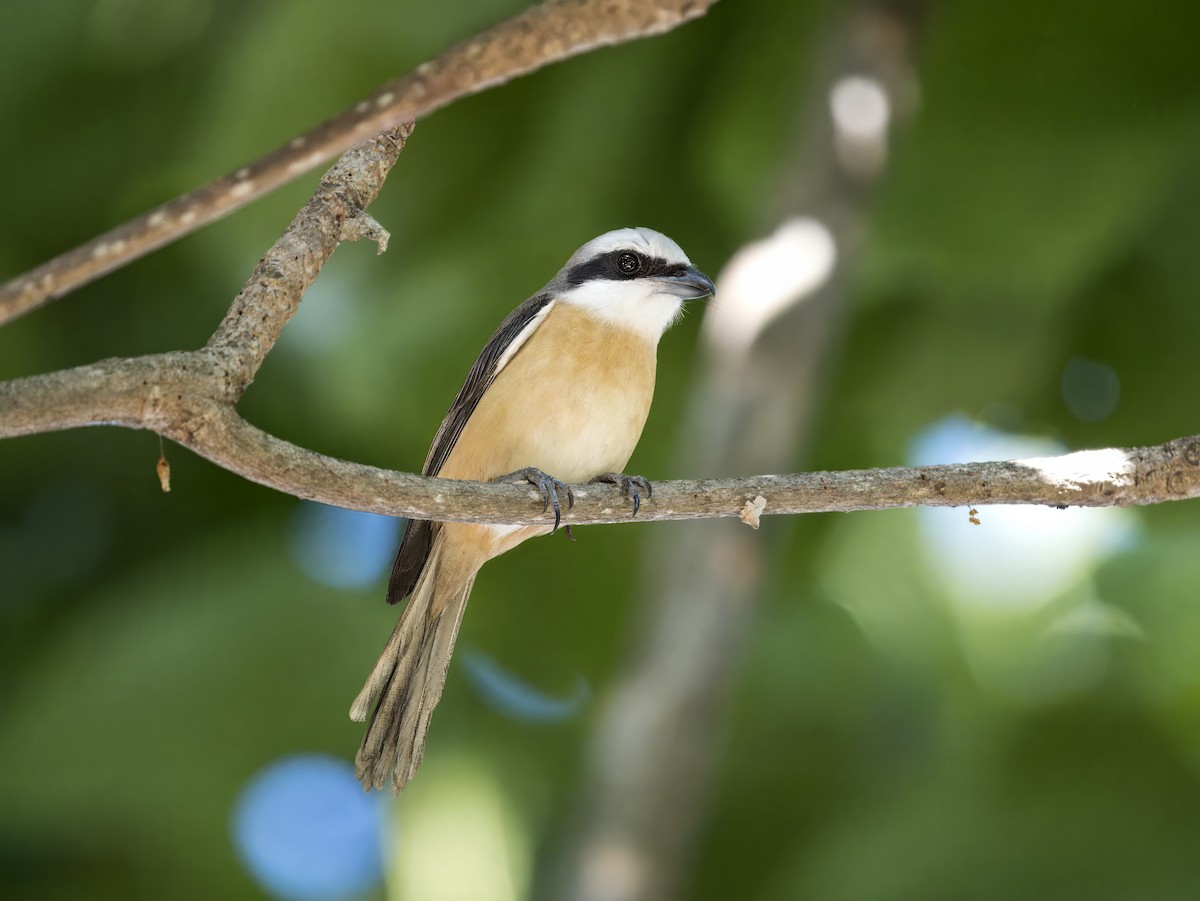 Brown Shrike (Philippine) - ML620170299