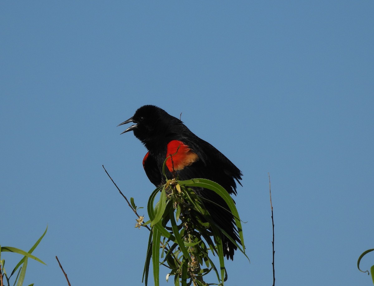 Red-winged Blackbird - ML620170301