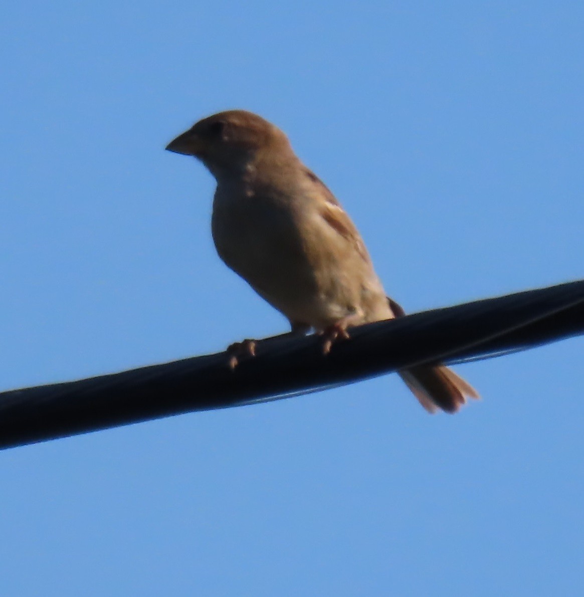 House Sparrow - Bill Wright_cc