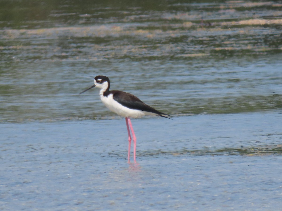 Cigüeñuela Cuellinegra - ML620170310