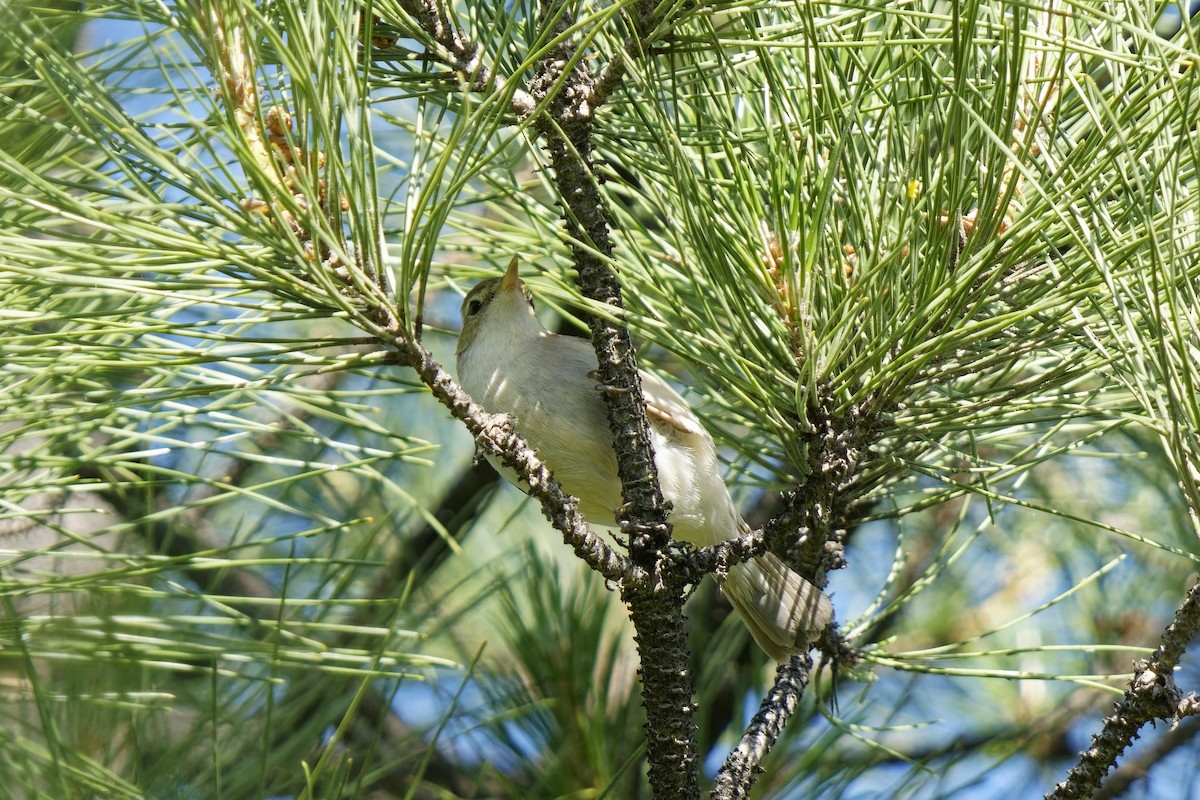 Eastern Olivaceous Warbler - ML620170313