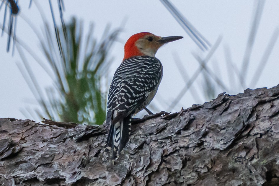 Red-bellied Woodpecker - Olwen Jarvis
