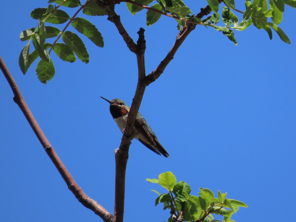 Широкохвостый колибри - ML620170324