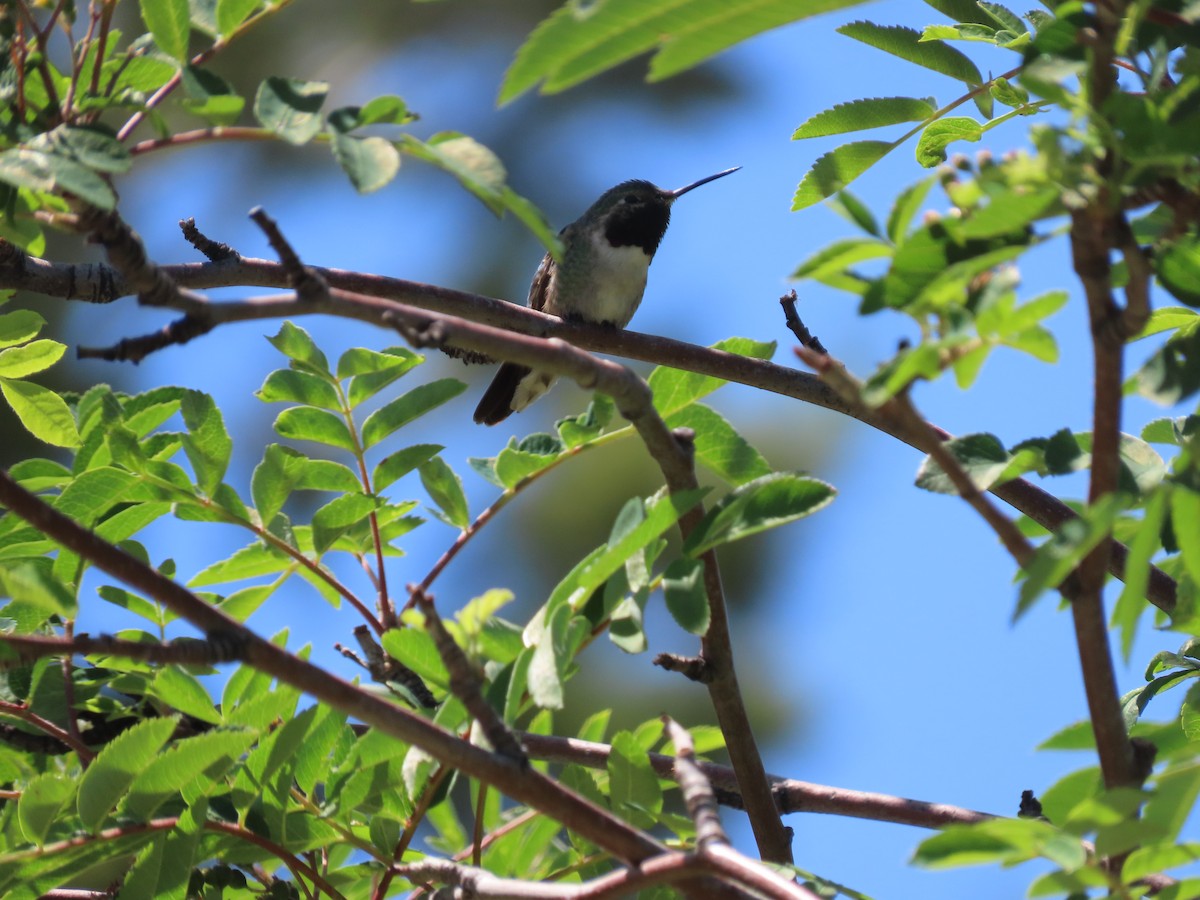 Broad-tailed Hummingbird - ML620170333