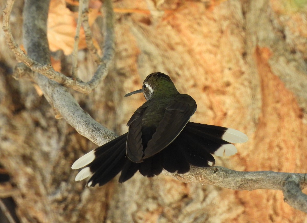 Blue-throated Mountain-gem - ML620170338