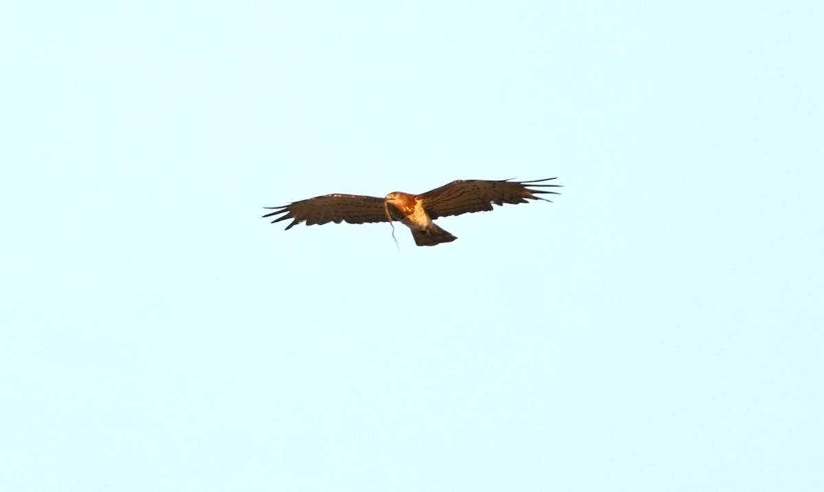 Short-toed Snake-Eagle - ML620170340